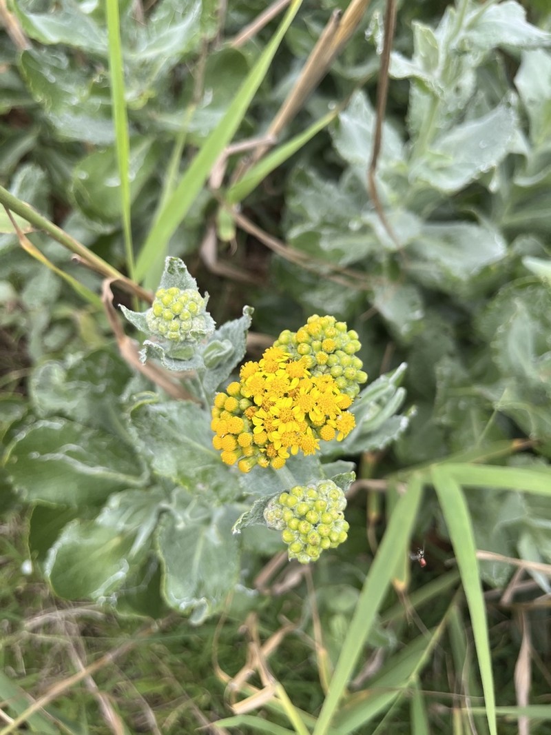 Senecio lanceus photo 4