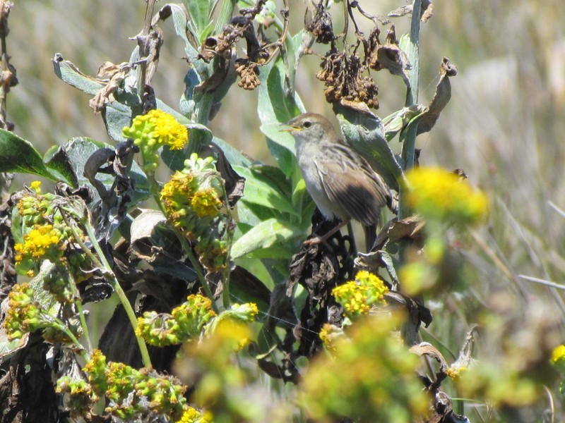 Senecio lanceus photo 5
