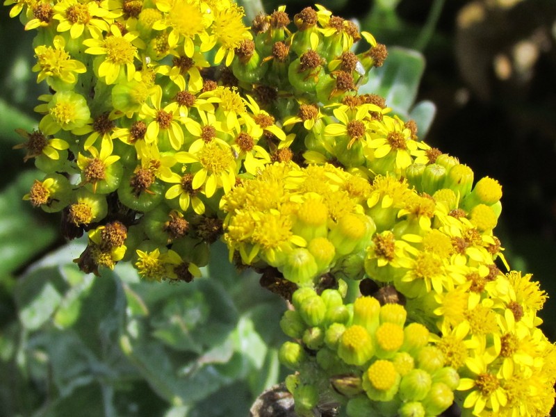 Senecio lanceus photo 6