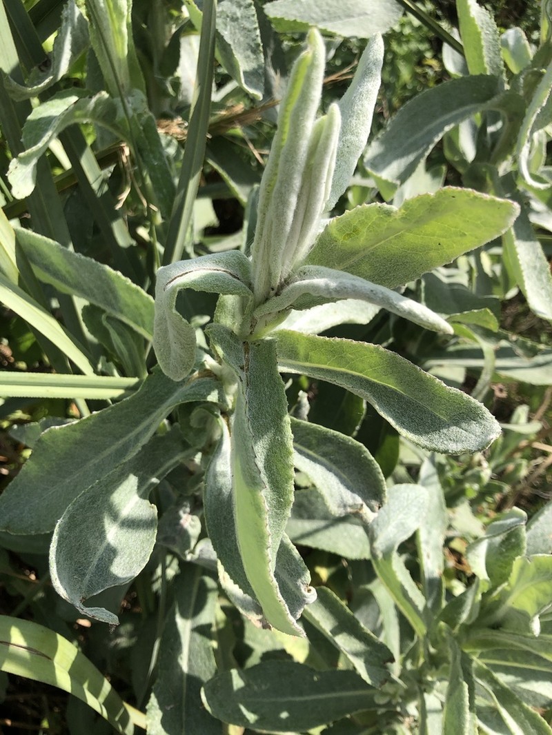 Senecio lanceus photo 7