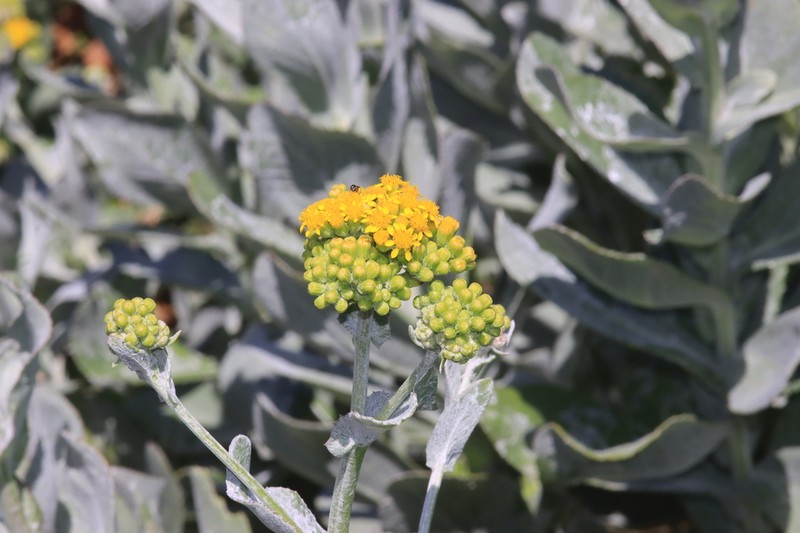 Senecio lanceus photo 8