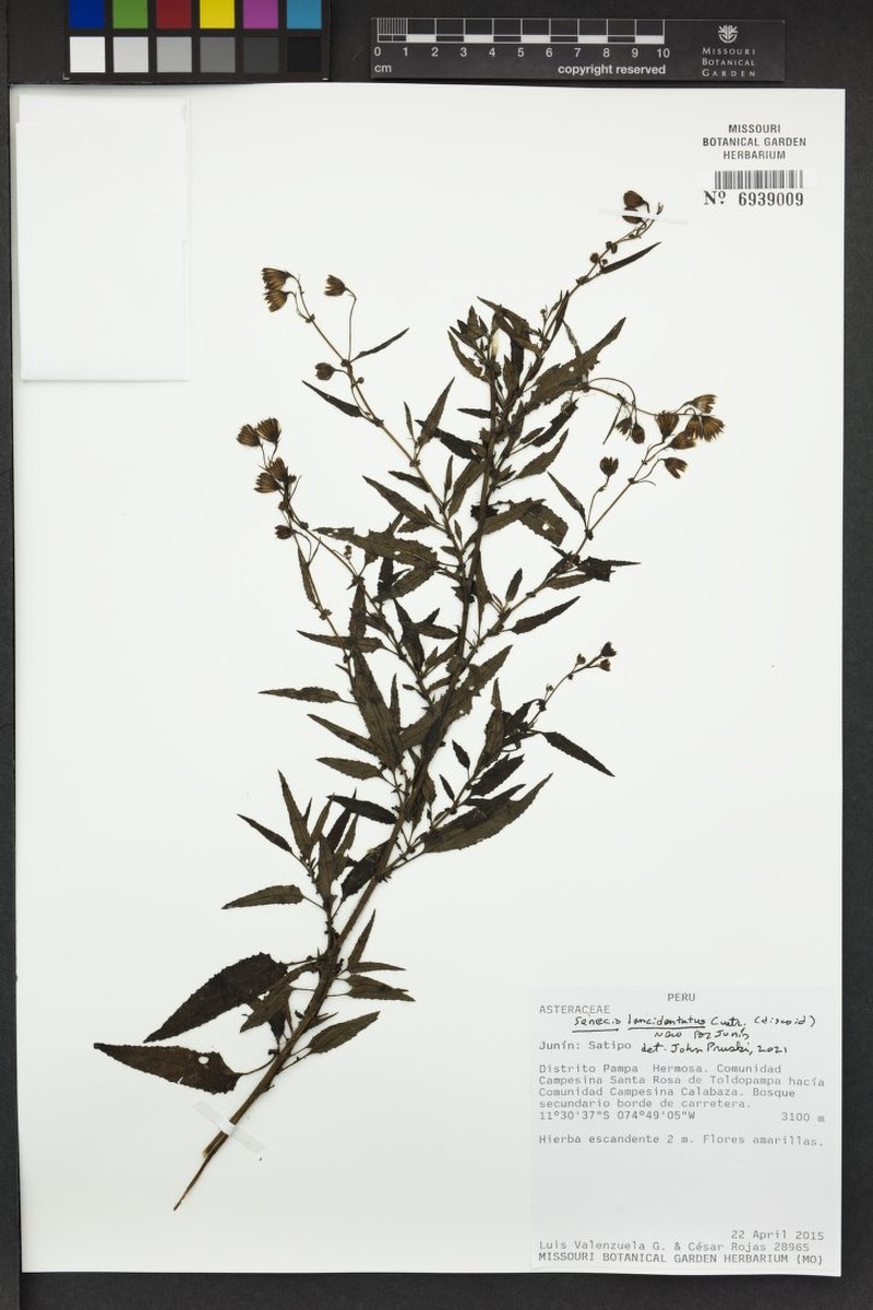 Senecio lancidentatus