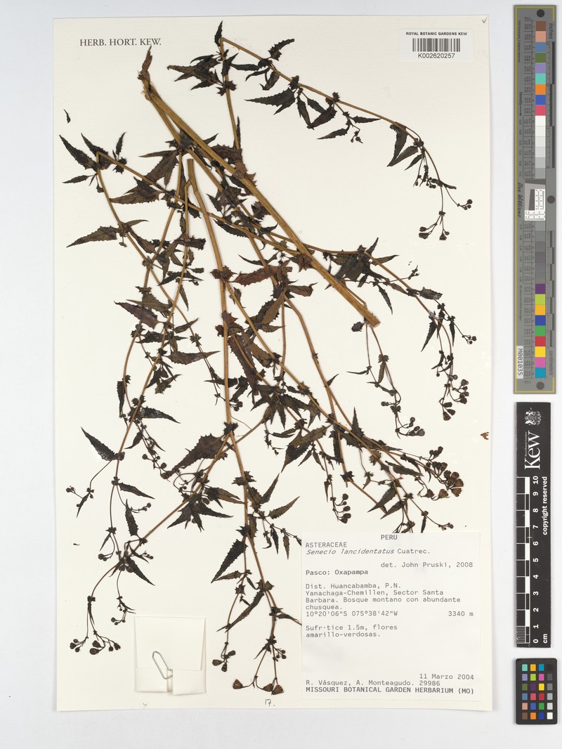 Senecio lancidentatus photo 4