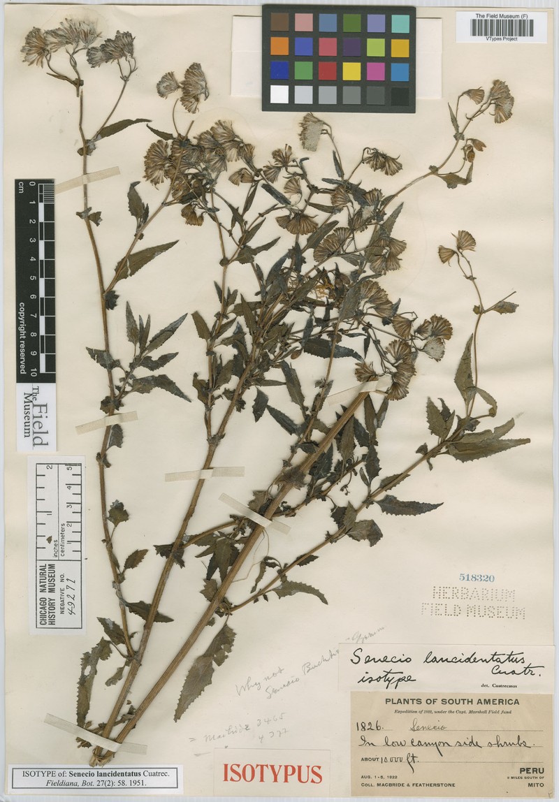 Senecio lancidentatus photo 5