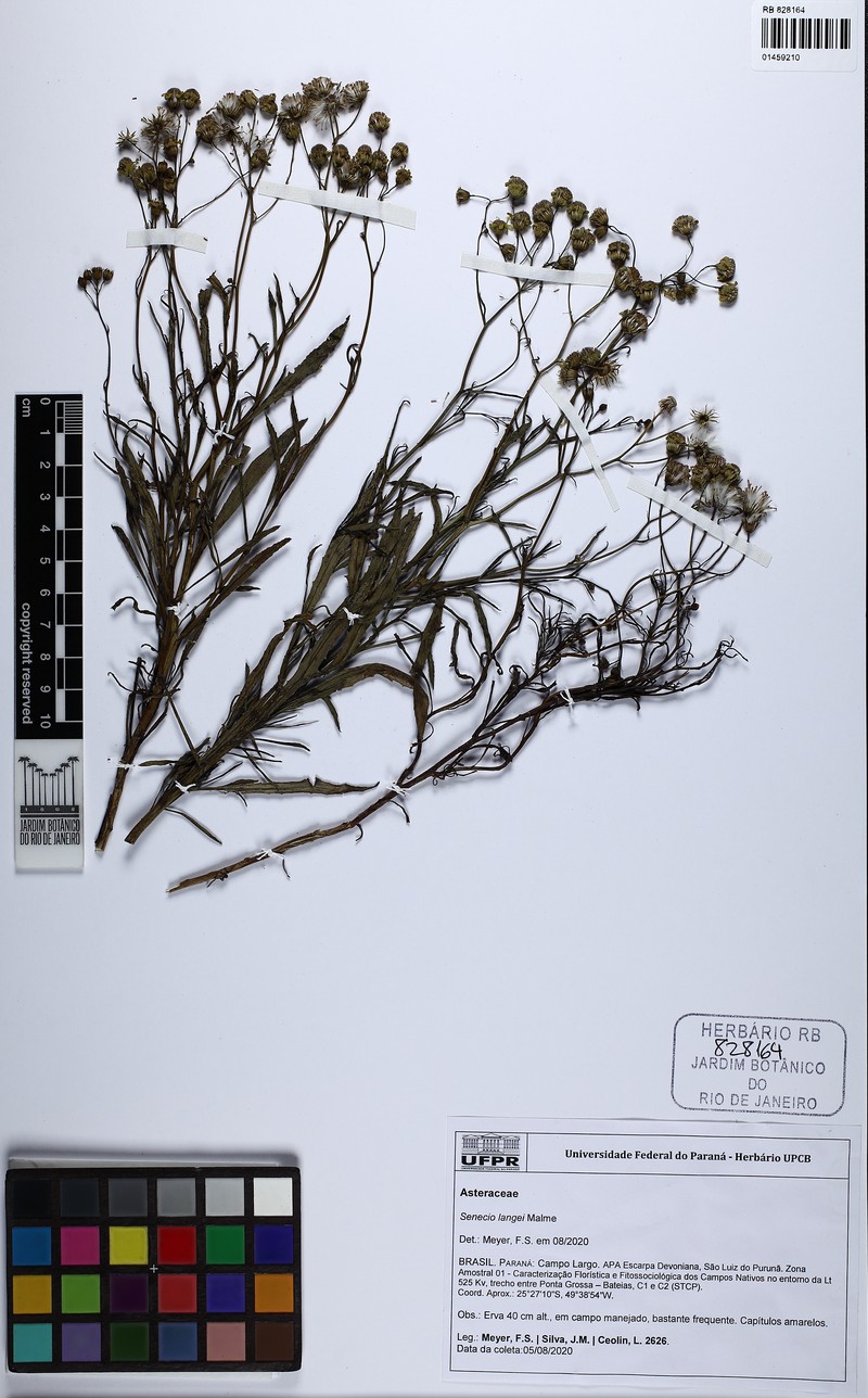 Senecio langei