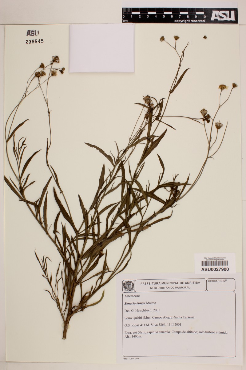 Senecio langei photo 2