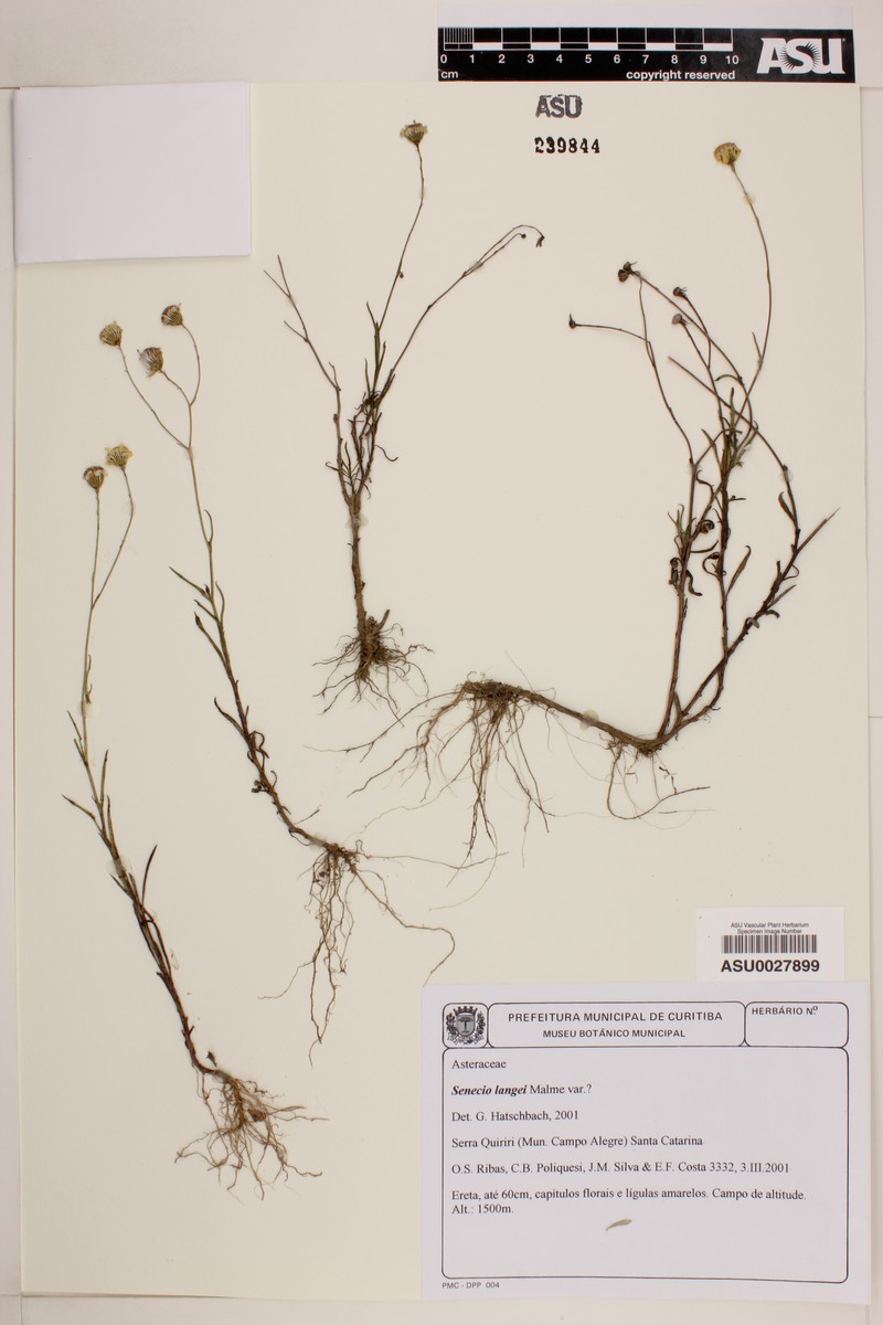 Senecio langei photo 3