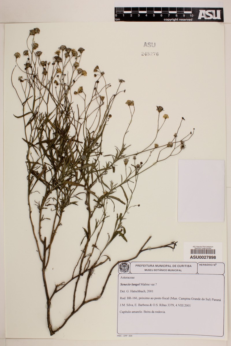 Senecio langei photo 5