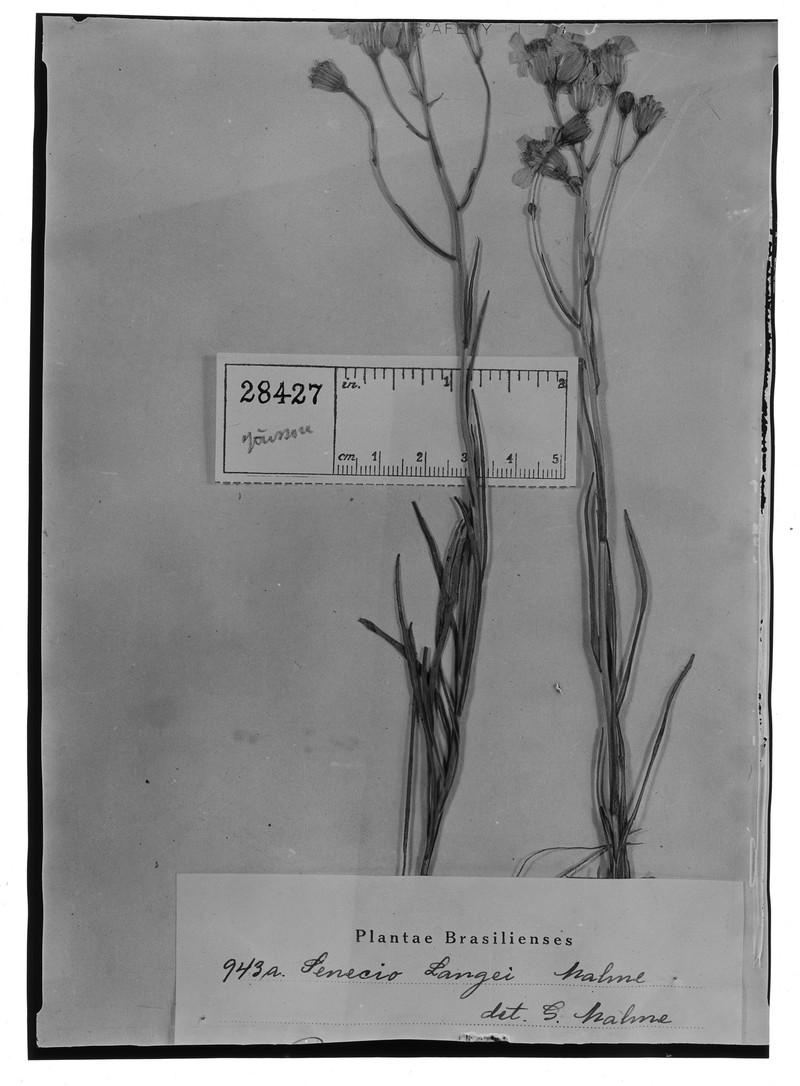 Senecio langei photo 6