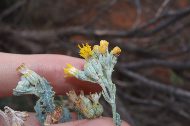Senecio lanibracteus
