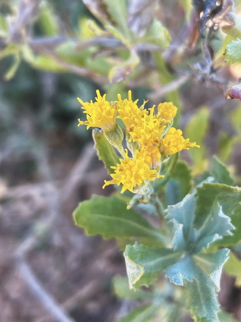 Senecio lanibracteus photo 2