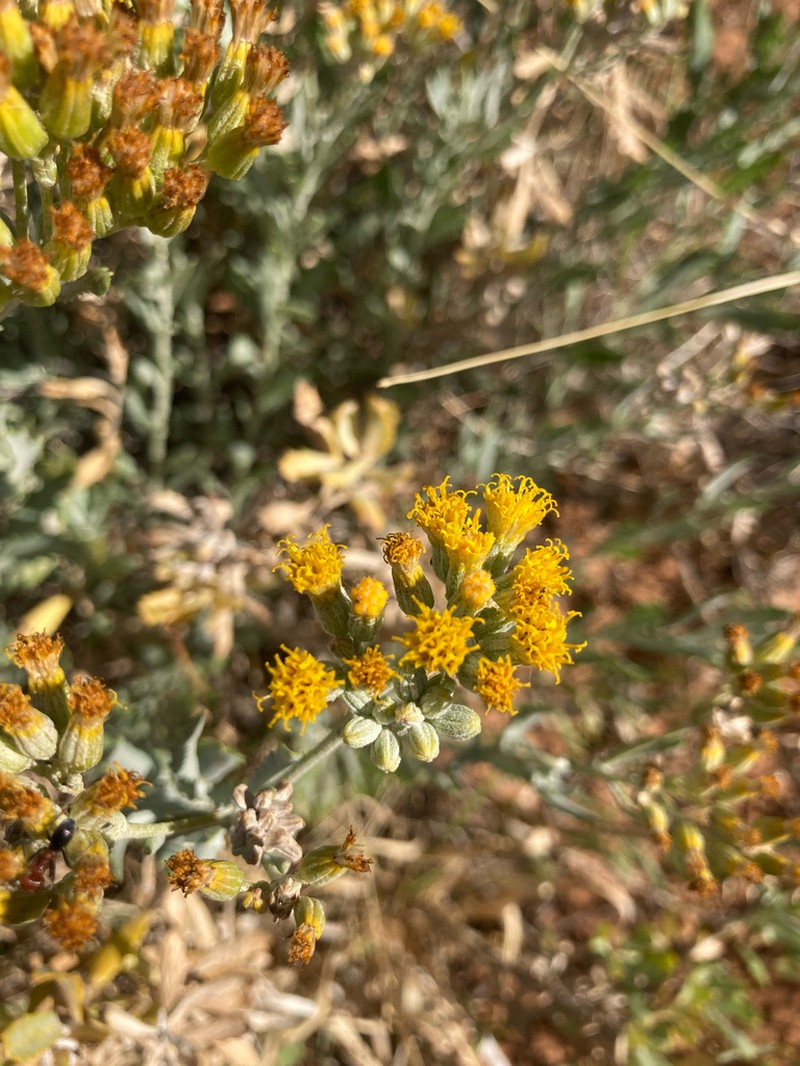 Senecio lanibracteus photo 3