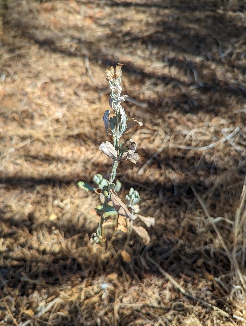 Senecio lanibracteus photo 4
