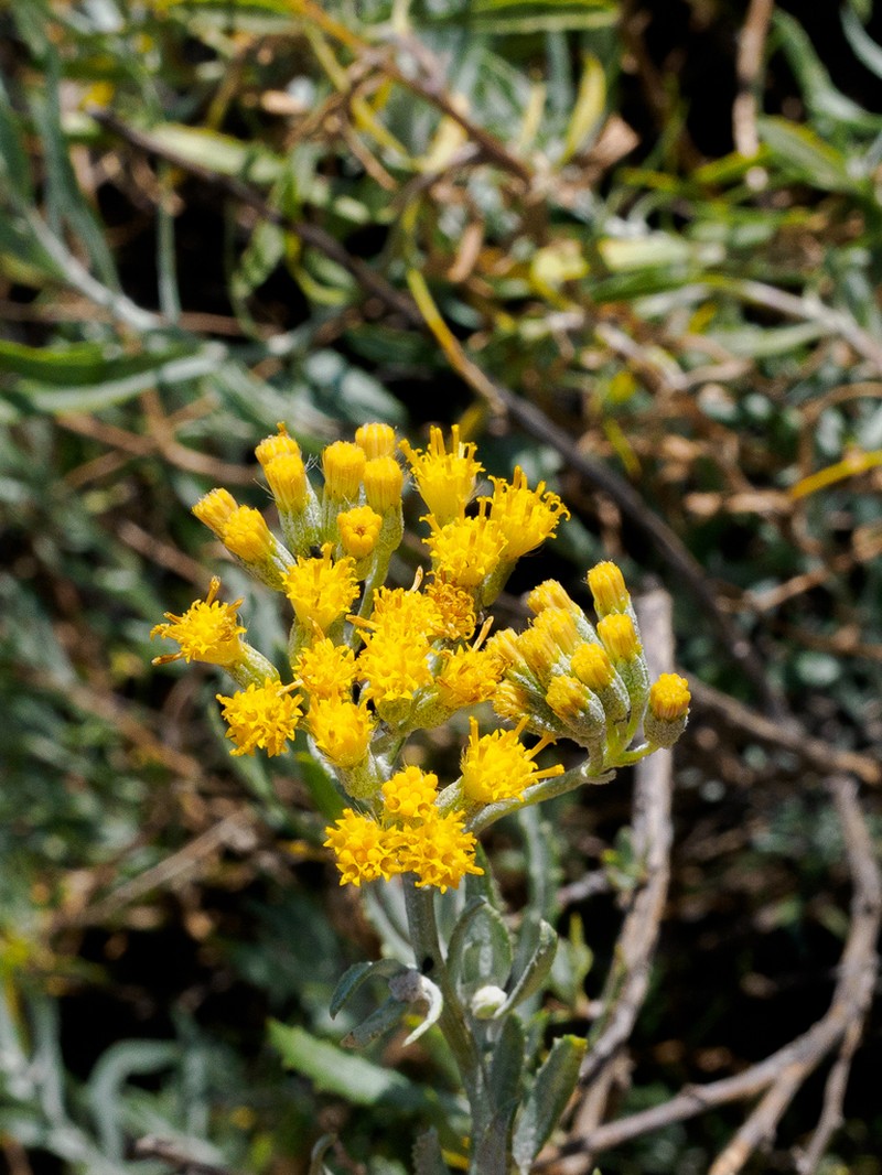 Senecio lanibracteus photo 5