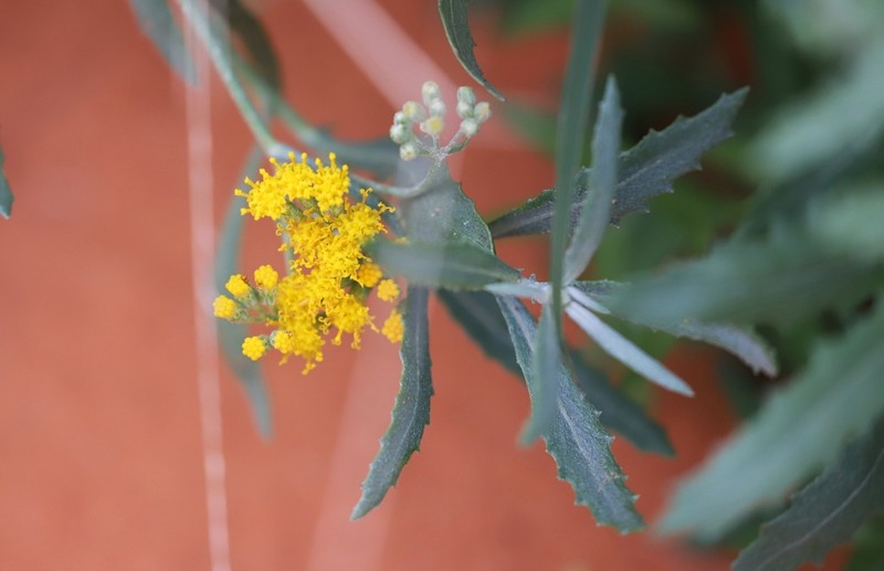 Senecio lanibracteus photo 6