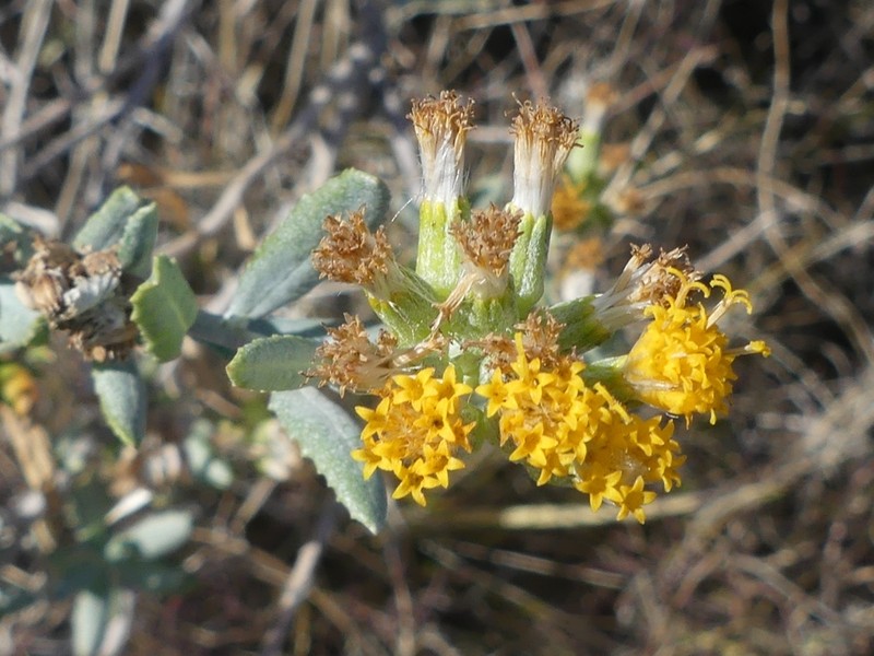 Senecio lanibracteus photo 7