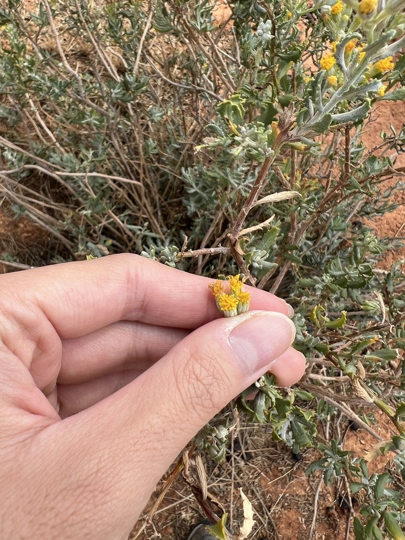 Senecio lanibracteus photo 8