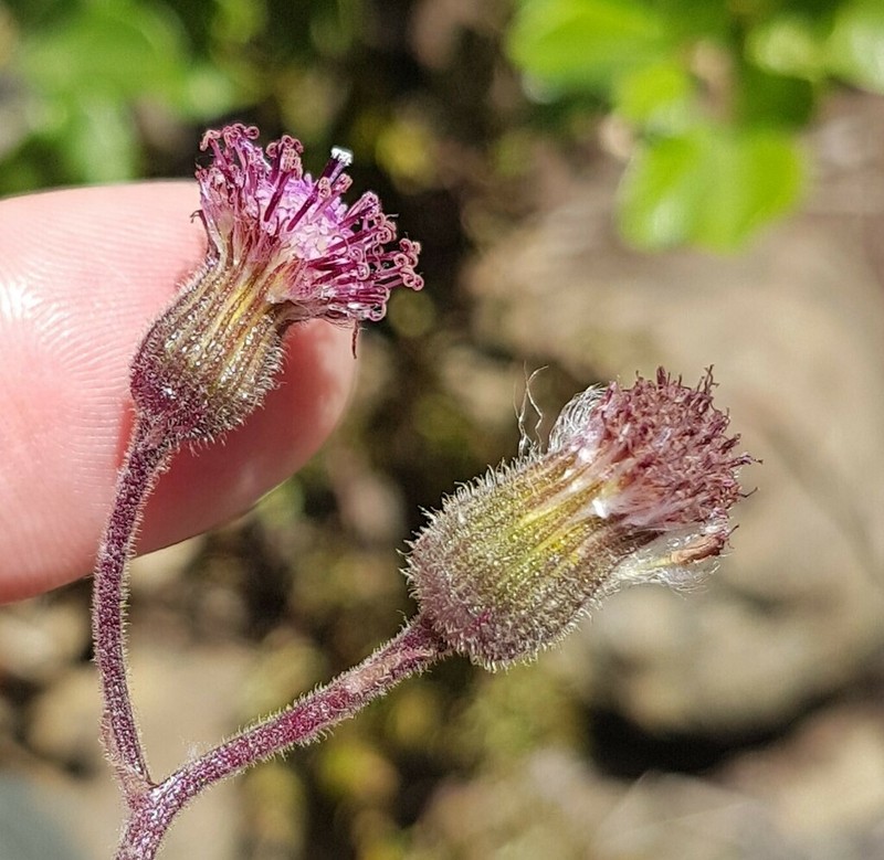 Senecio lanifer