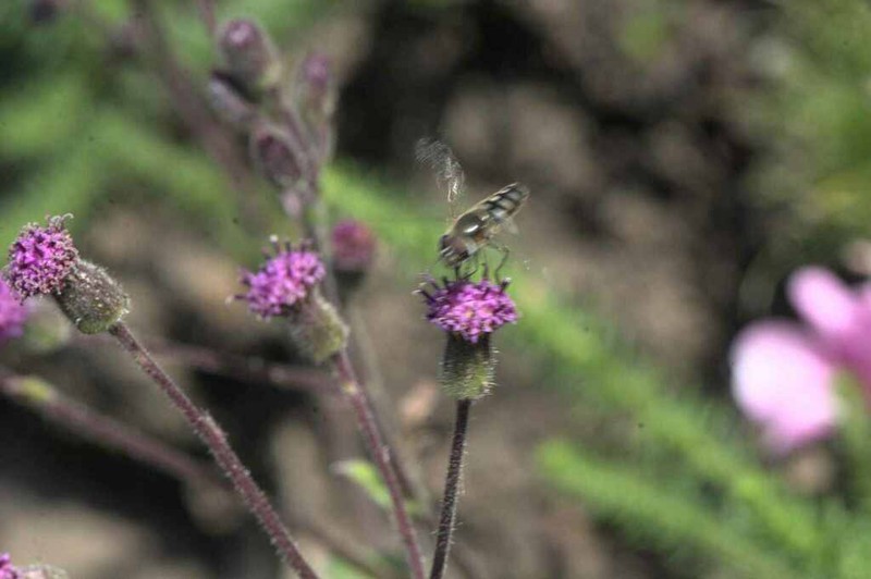 Senecio lanifer photo 4