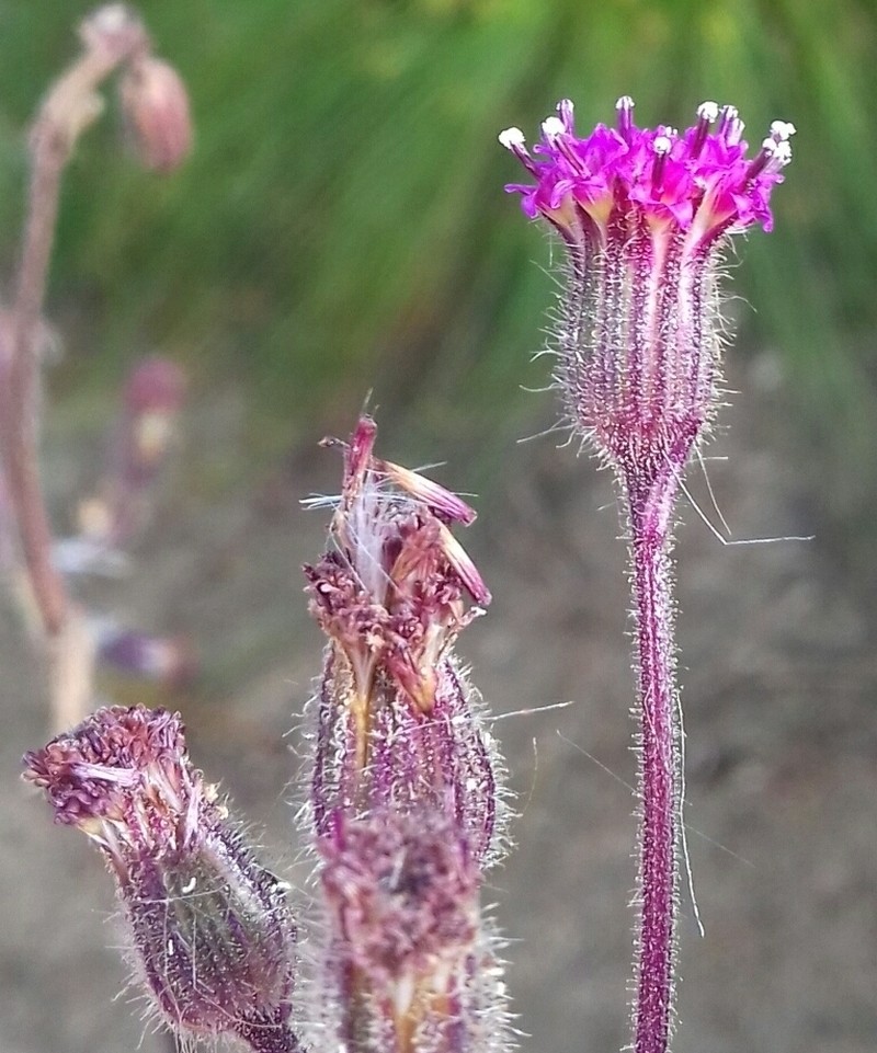 Senecio lanifer photo 5