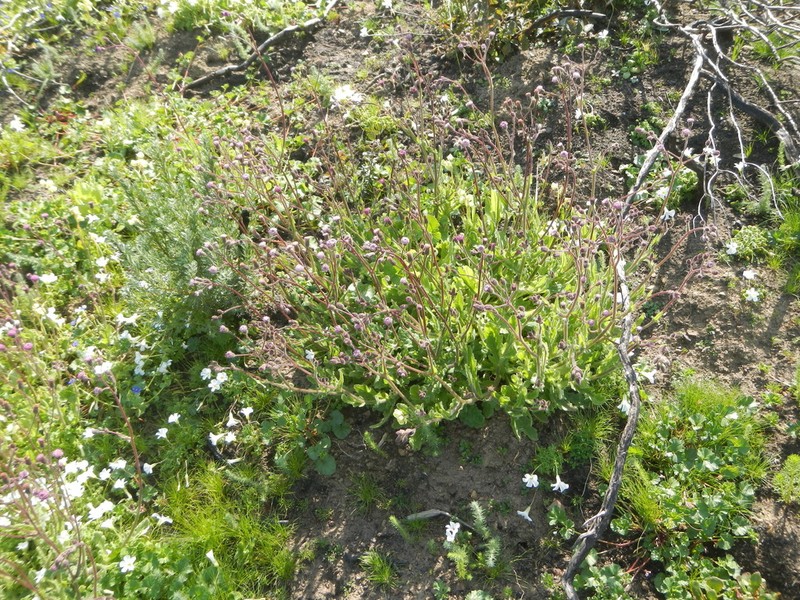 Senecio lanifer photo 6