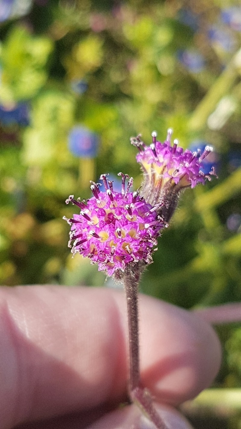 Senecio lanifer photo 8