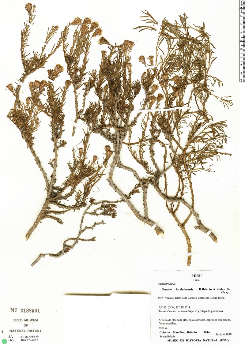 Senecio larahuinensis photo 2
