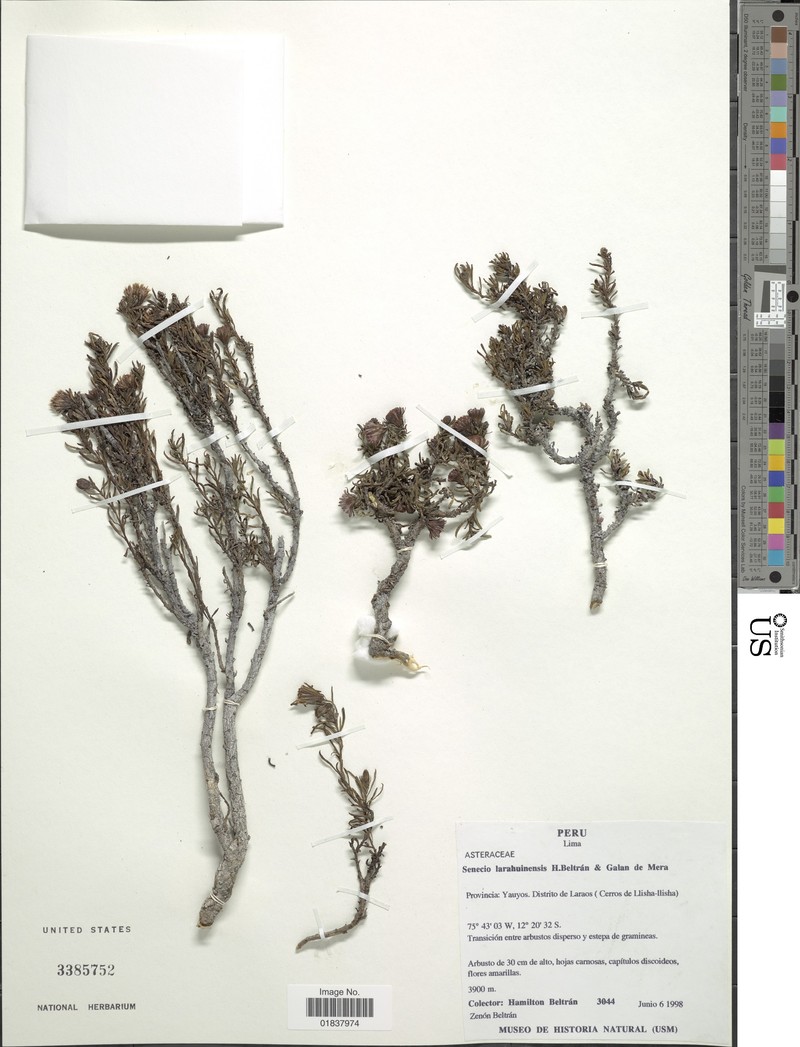 Senecio larahuinensis photo 3