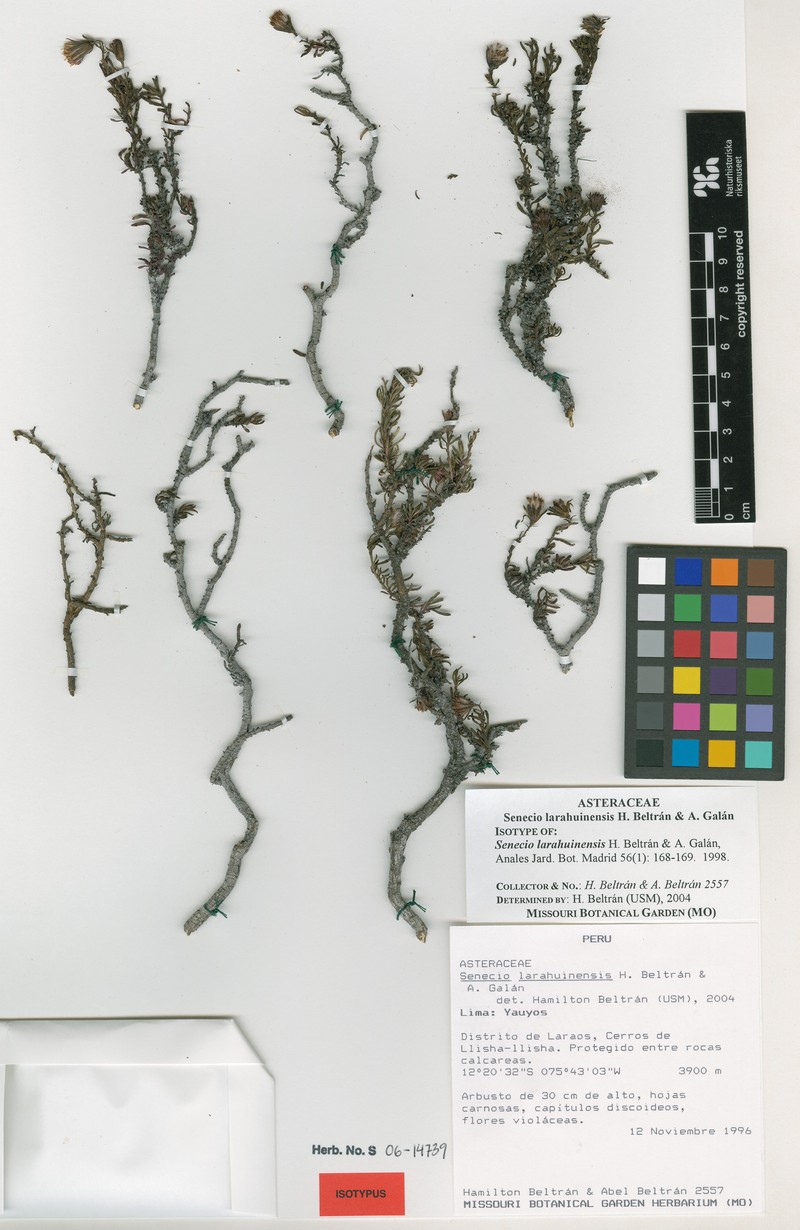 Senecio larahuinensis photo 4