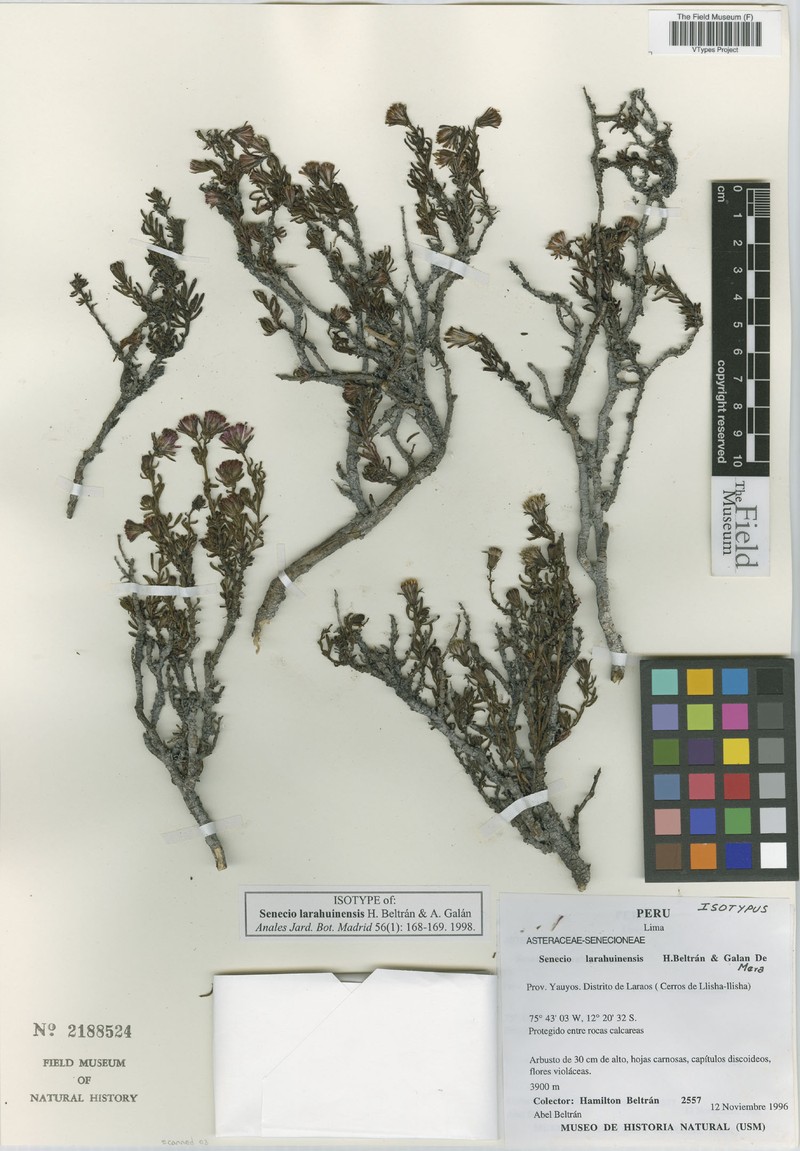 Senecio larahuinensis photo 5