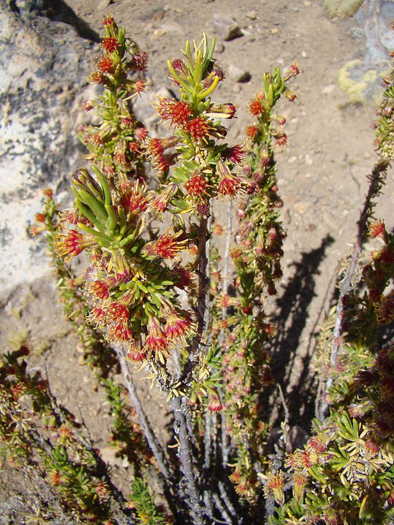 Senecio larahuinensis