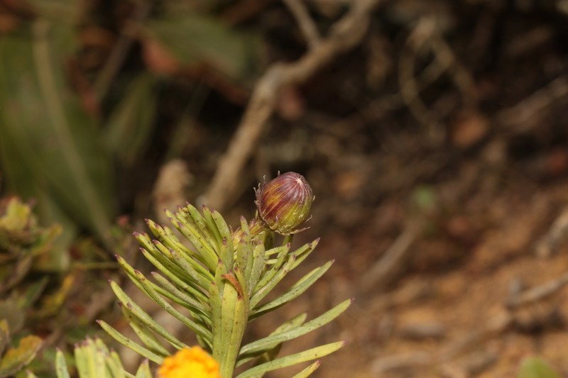 Senecio laricifolius photo 2