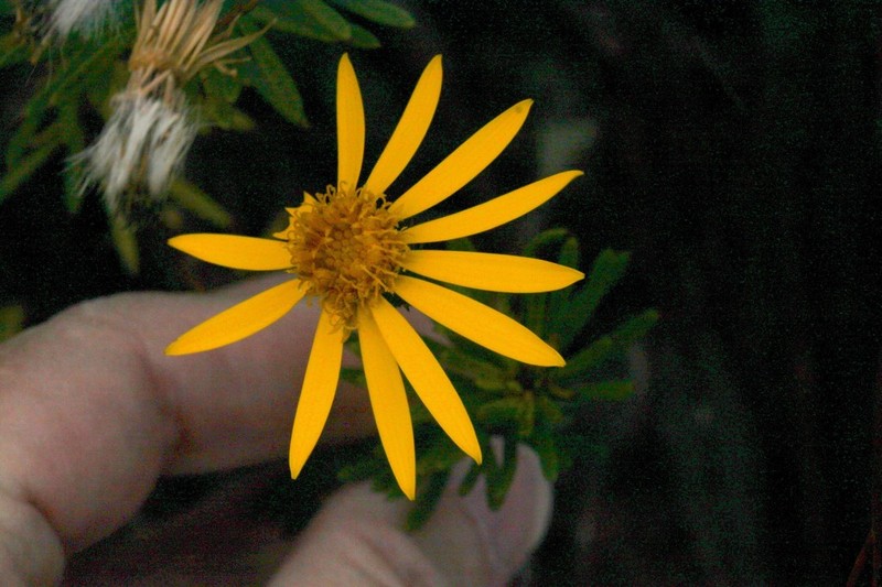 Senecio laricifolius photo 3