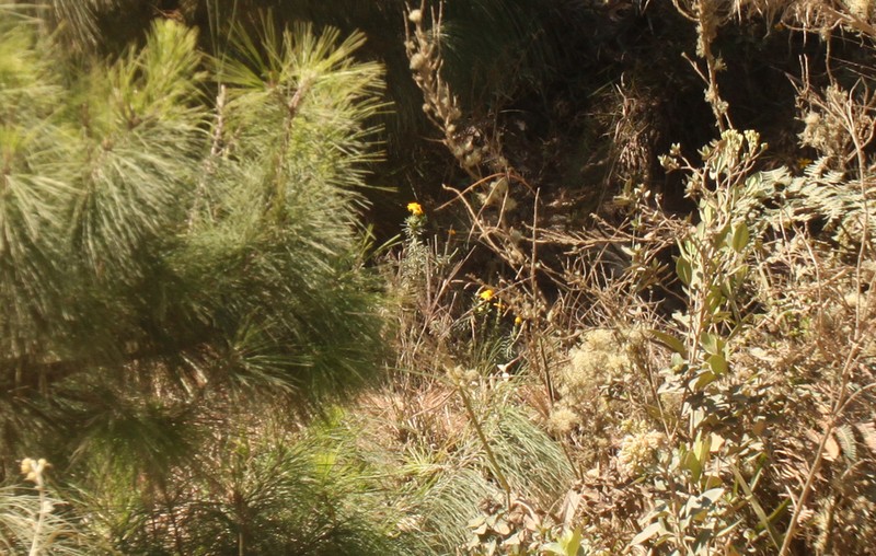 Senecio laricifolius photo 4
