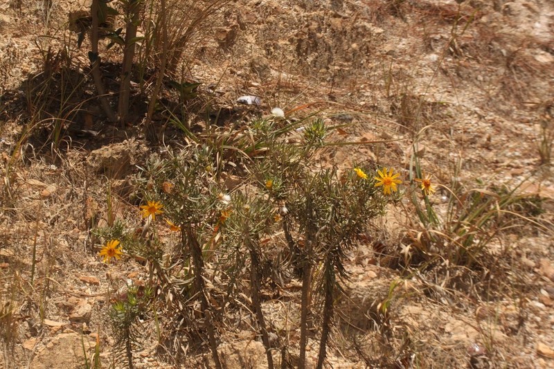 Senecio laricifolius photo 5