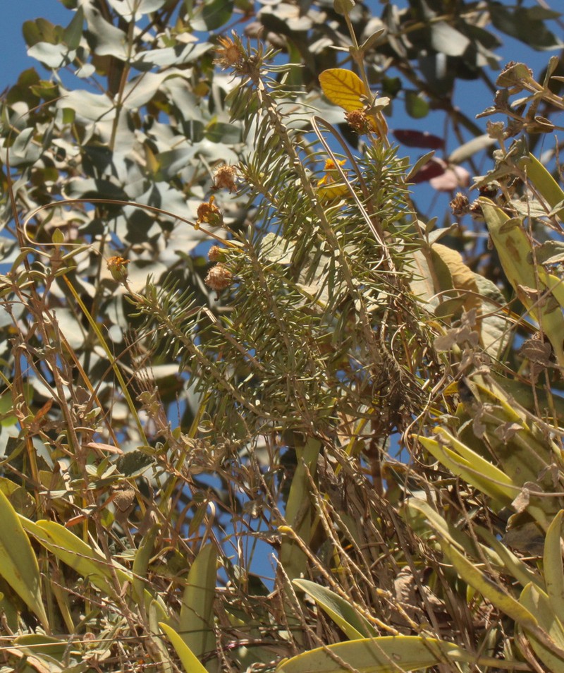 Senecio laricifolius photo 6