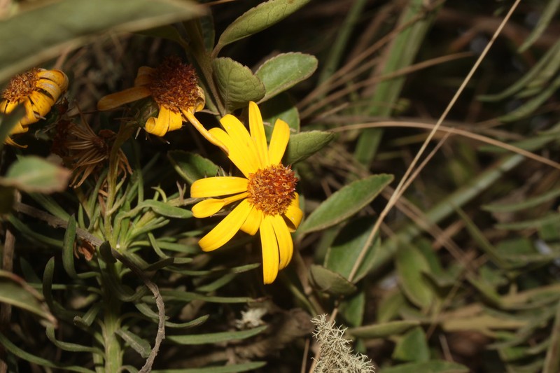 Senecio laricifolius photo 7