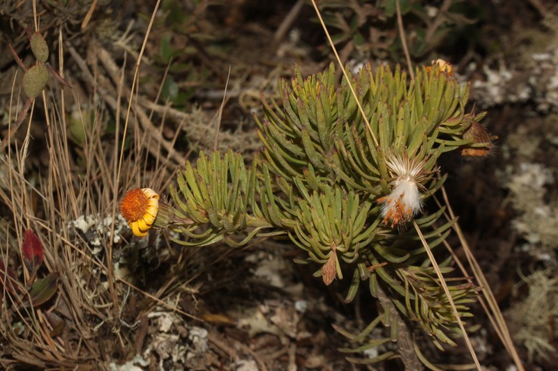 Senecio laricifolius photo 8