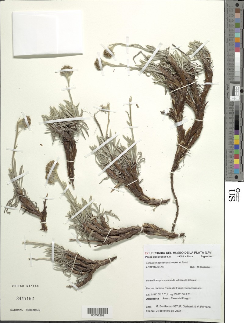 Senecio laseguei