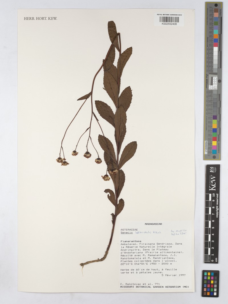 Senecio latibracteatus