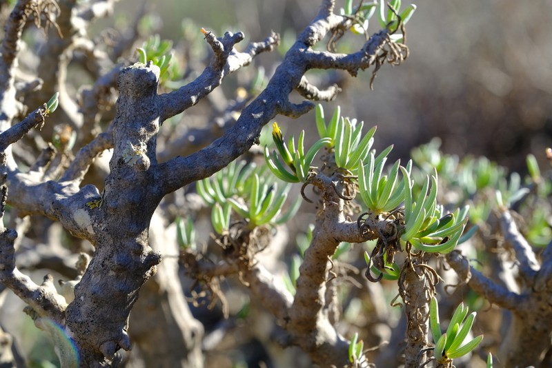 Senecio laticipes