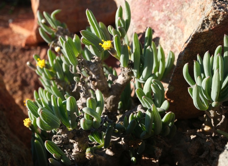 Senecio laticipes photo 2