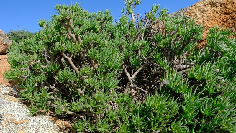 Senecio laticipes photo 3