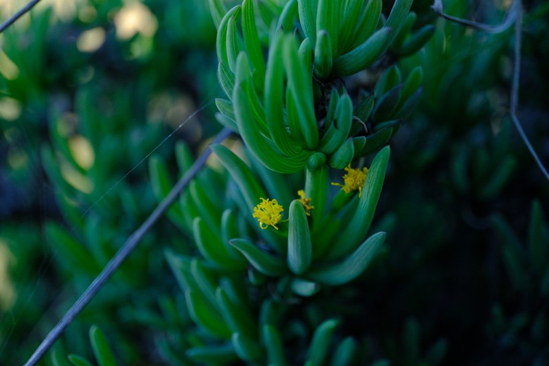 Senecio laticipes photo 4
