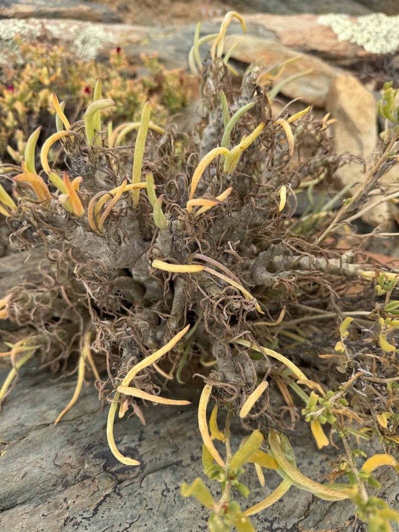 Senecio laticipes photo 5