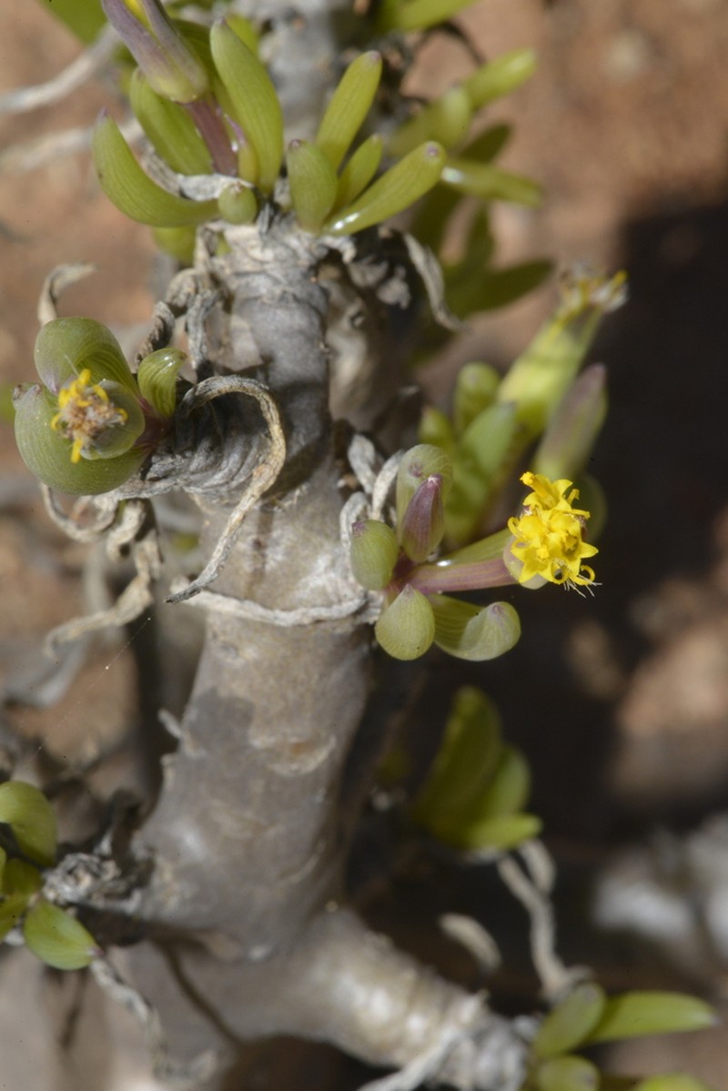 Senecio laticipes photo 6