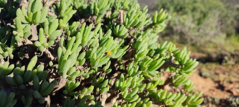 Senecio laticipes photo 7
