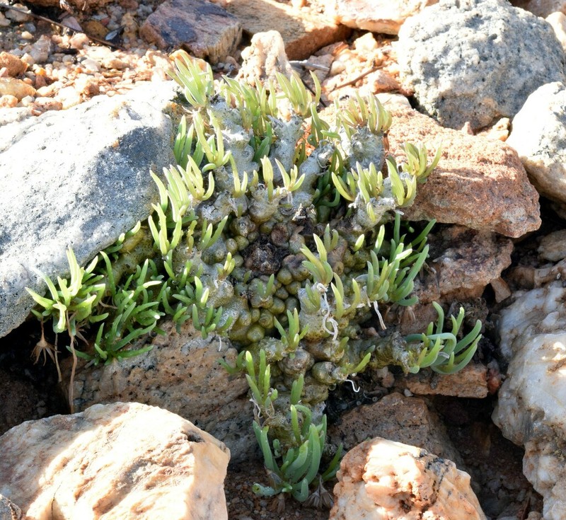 Senecio laticipes photo 8