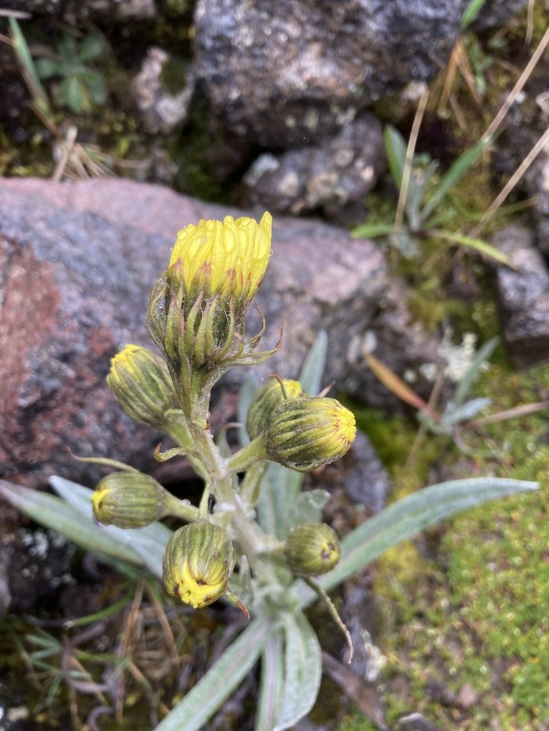 Senecio latiflorus