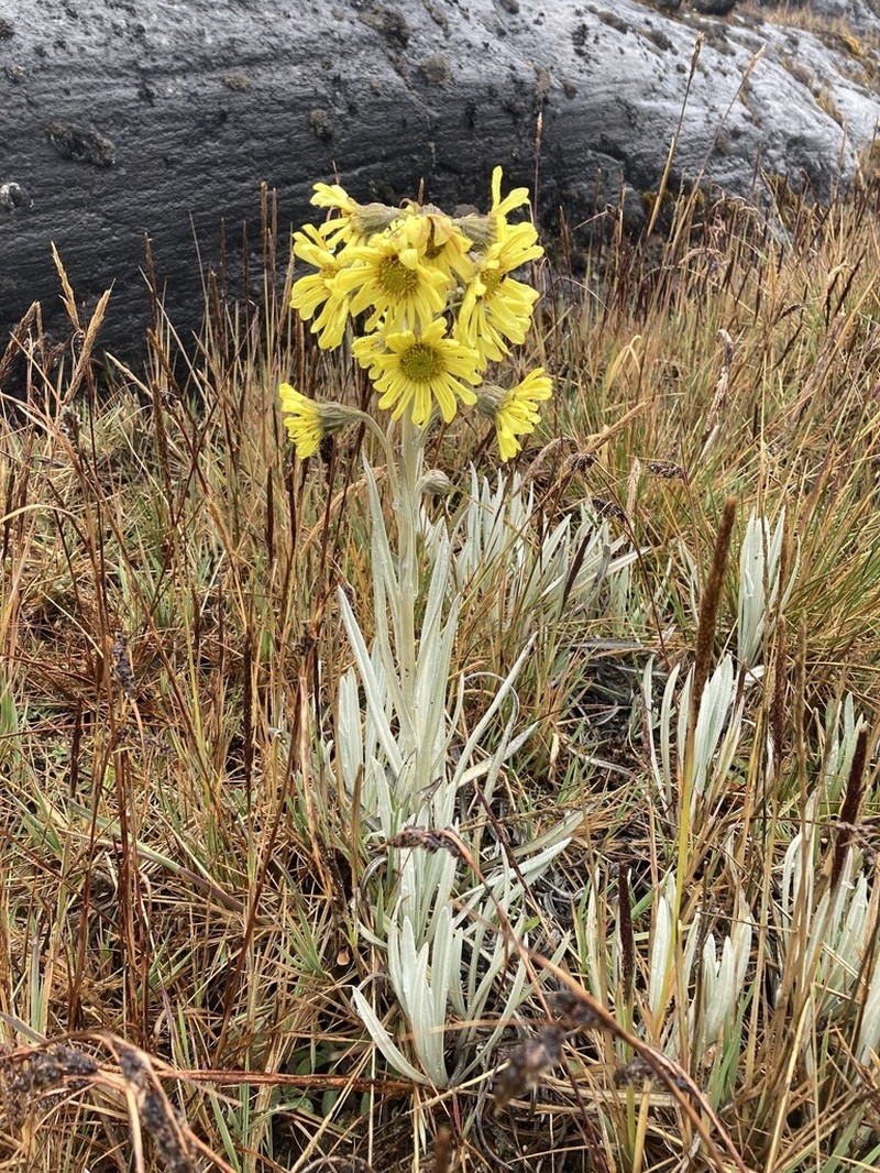 Senecio latiflorus photo 2